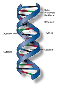 DNA-full-form