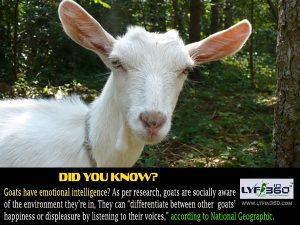 Goats have emotional intelligence