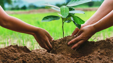 Save Tree not Money