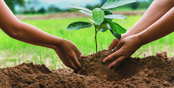 Save Tree not Money